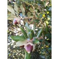 Quercus ilex Quercus ilex